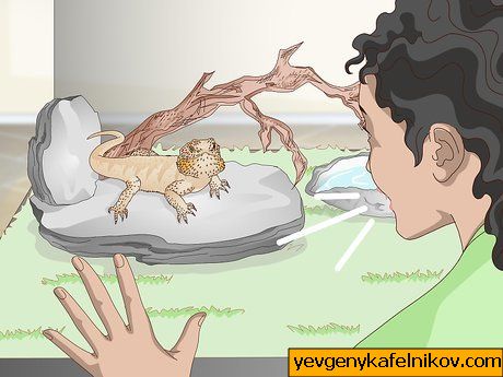 Как погладить бородатого дракона