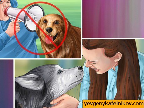 Cómo brindarle a su perro una atención saludable