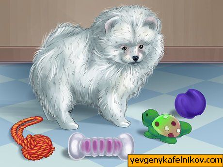Kako rotirati igračke svog psa