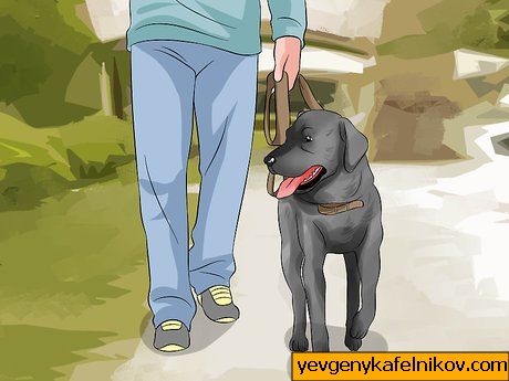 Comment rendre votre Labrador Retriever plus heureux